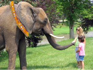 elephant Controversial marcher